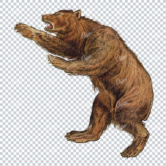 Vintage Line Art Illustration with Color of a Bear Attacking