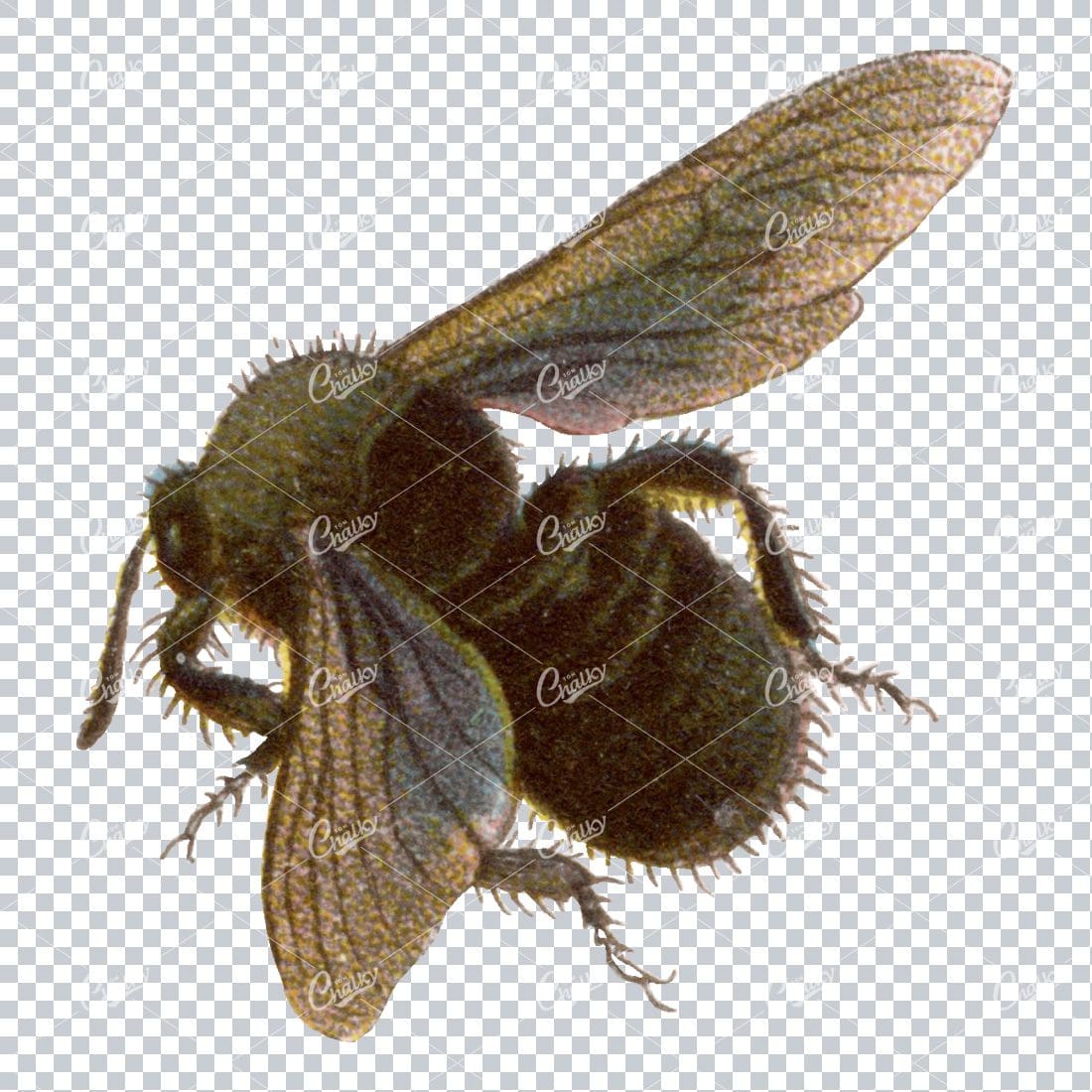 Vintage Colored Illustration of a Bee No.1