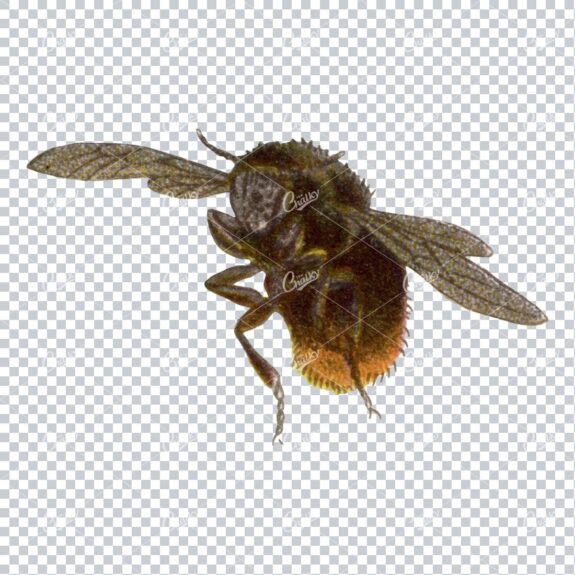 Vintage Colored Illustration of a Bee No.2