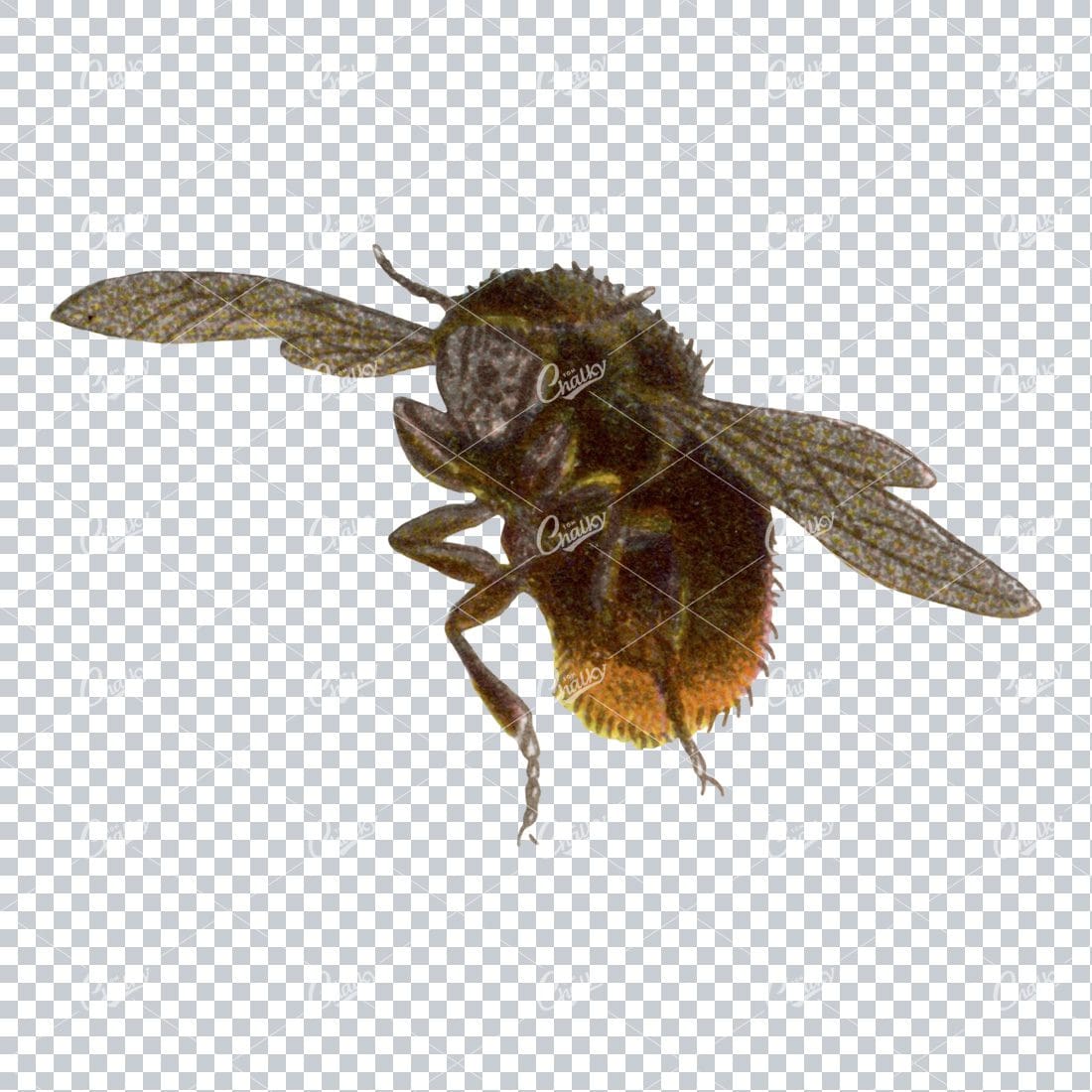 Vintage Colored Illustration of a Bee No.2
