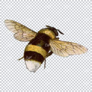 Vintage Colored Illustration of a Bee No.3
