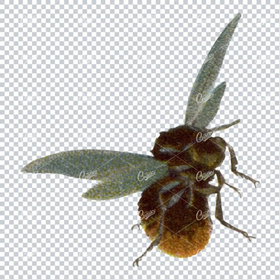 Vintage Colored Illustration of a Bee No.4