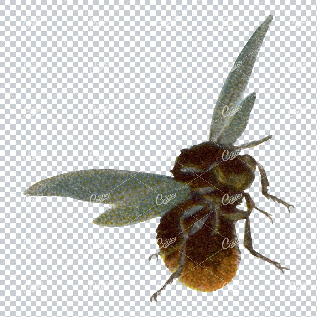 Vintage Colored Illustration of a Bee No.4