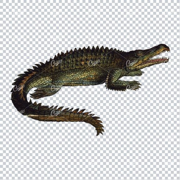 Vintage Prehistoric Color Illustration of a Belodon Kaffii