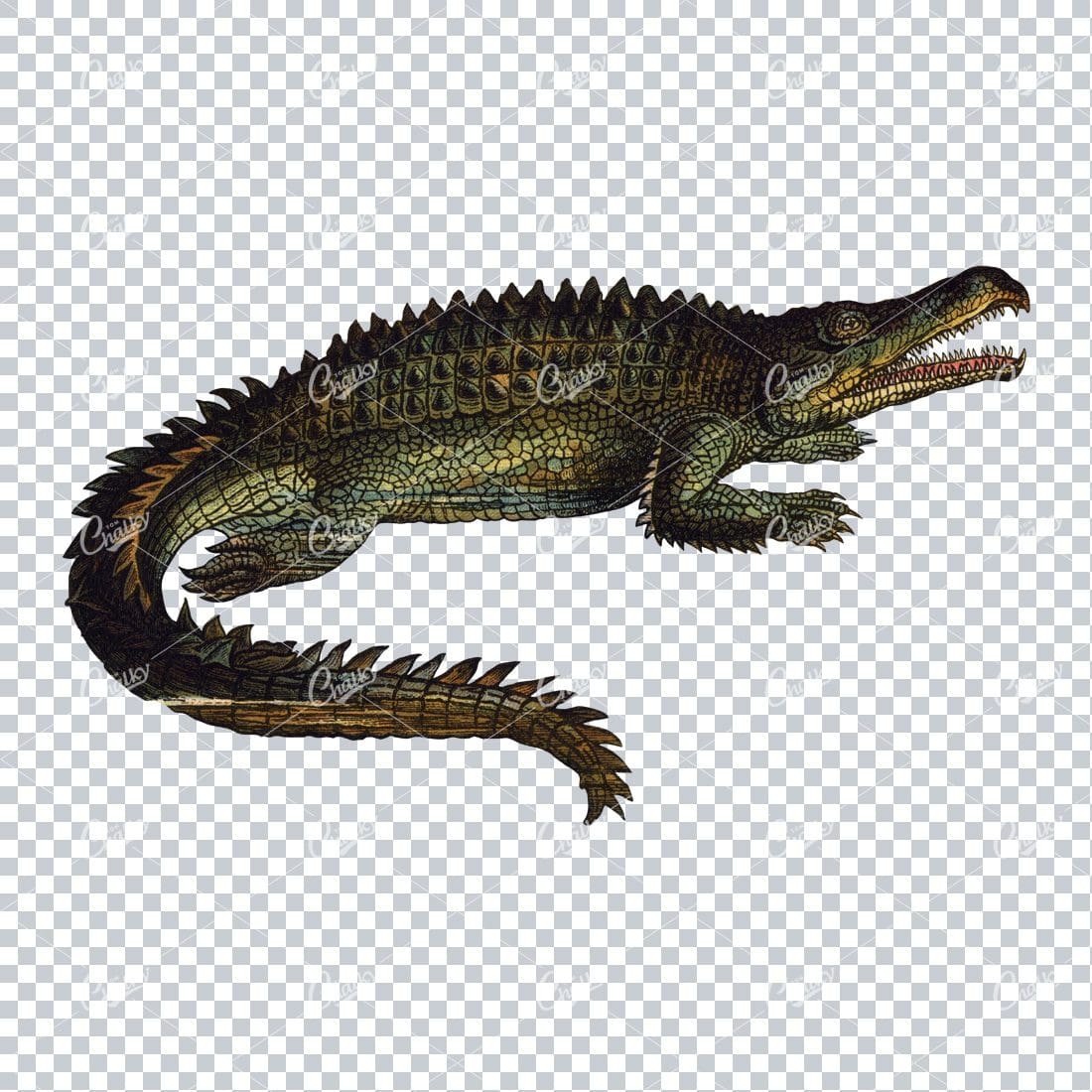 Vintage Prehistoric Color Illustration of a Belodon Kaffii