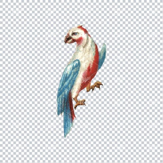 Vintage Colored Illustration of a Blue, Red and White Parrot
