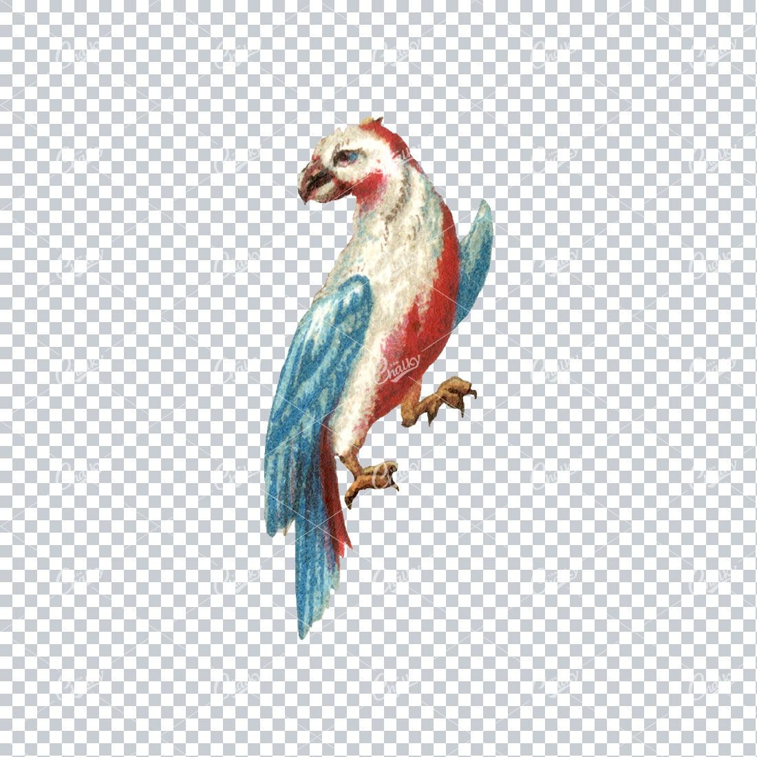 Vintage Colored Illustration of a Blue, Red and White Parrot