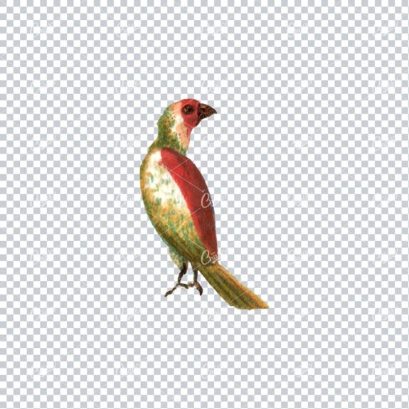 Vintage Colored Illustration of a Green and Red Parrot