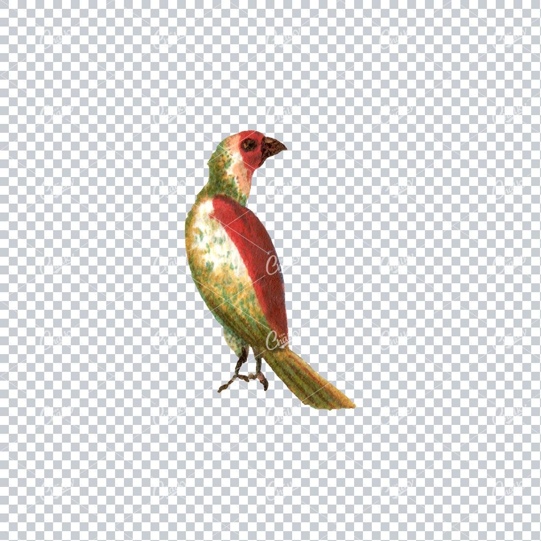 Vintage Colored Illustration of a Green and Red Parrot