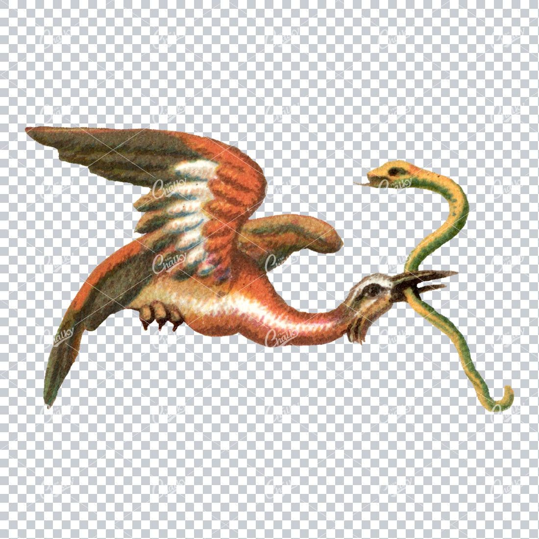 Old Colored Illustration of a Flying Bird With Snake in Beak