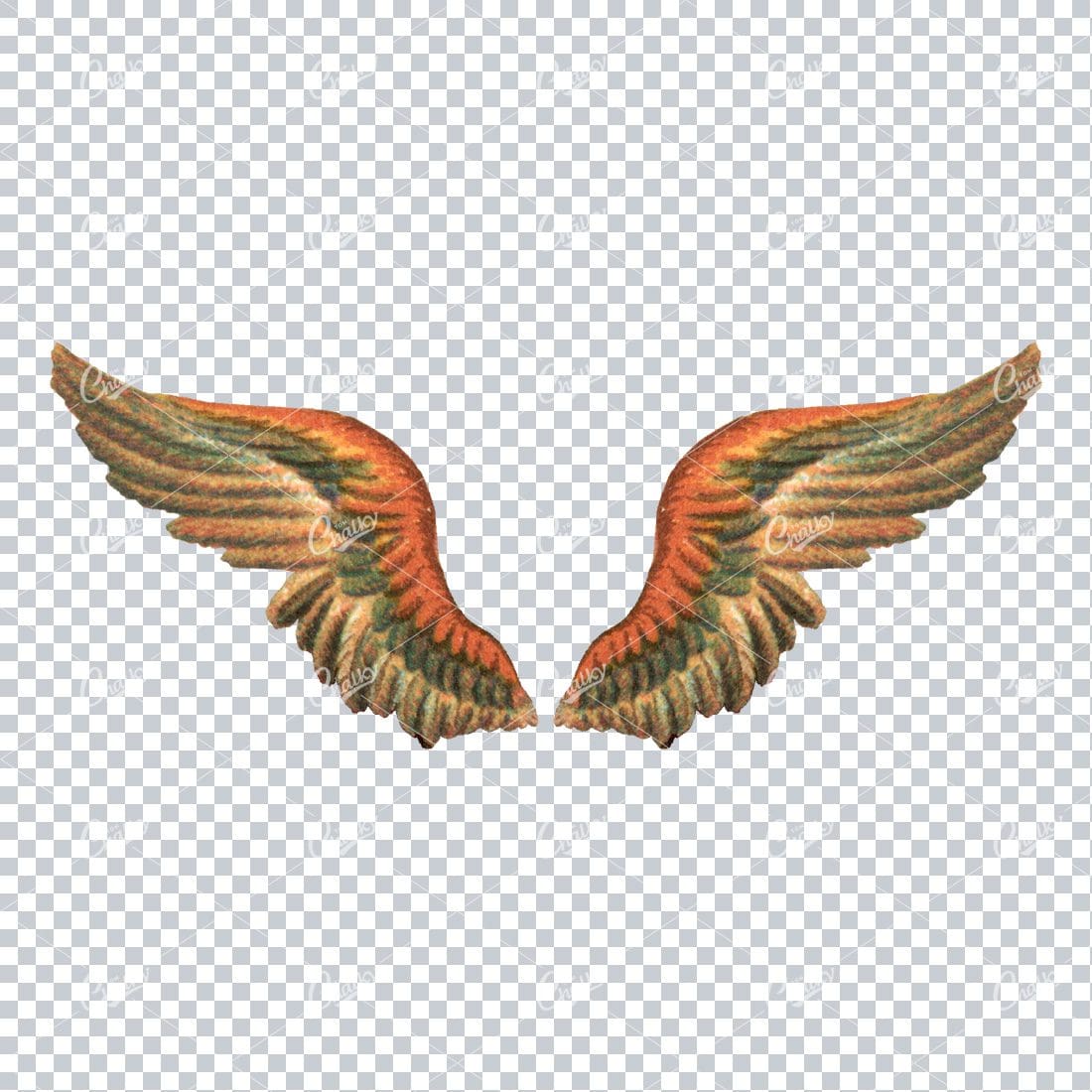 Vintage Colored Illustration of a Pair of Bird Wings