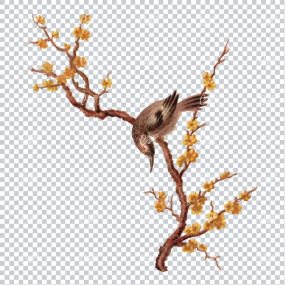 Vintage Color Illustration of a Bird Perched on a Yellow Cherry Blossom Tree