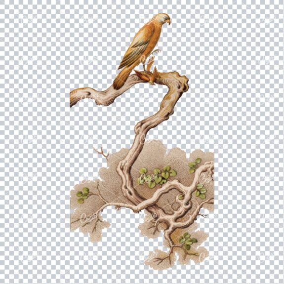 Vintage Colored Illustration of a Hawk with Prey on Tree Branch