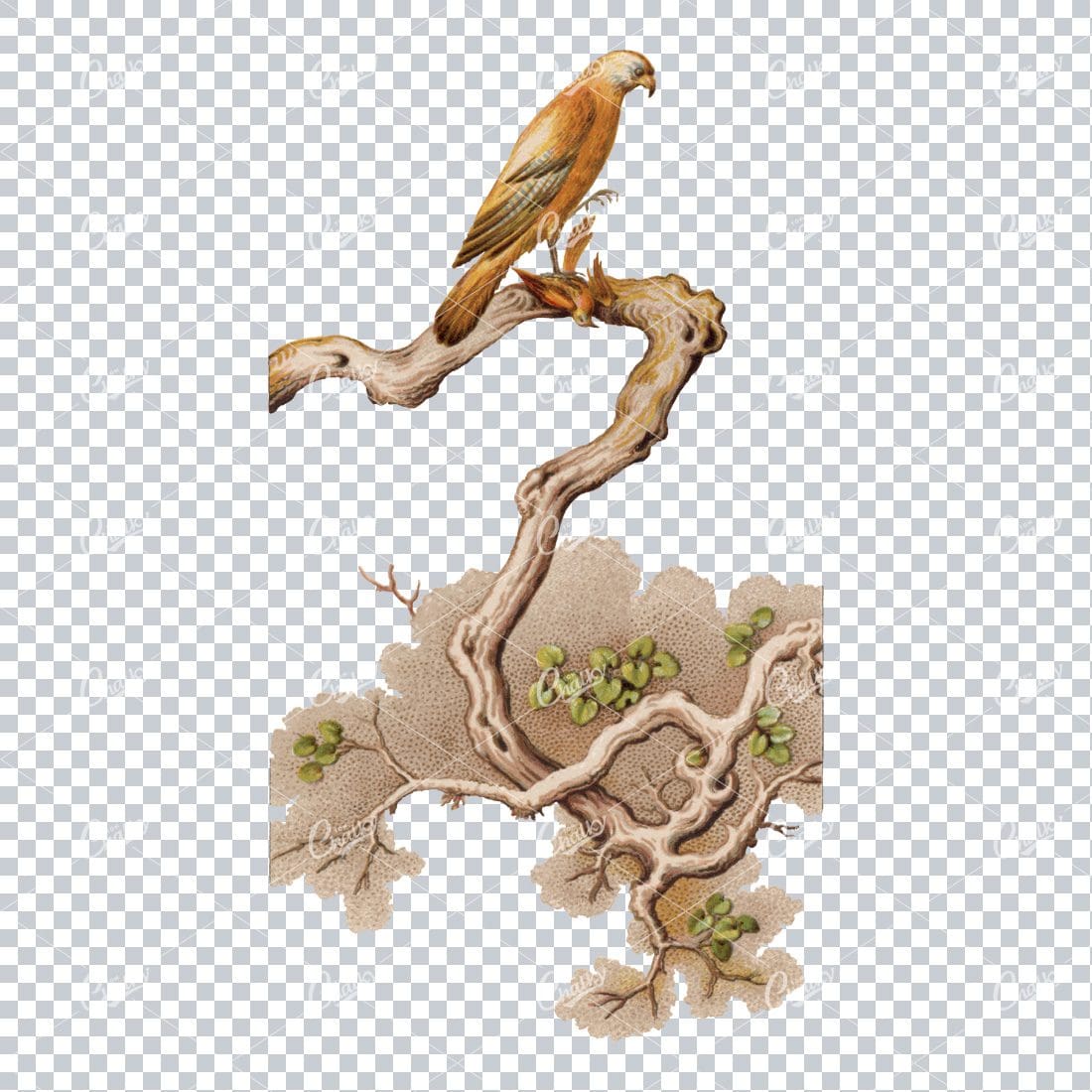 Vintage Colored Illustration of a Hawk with Prey on Tree Branch