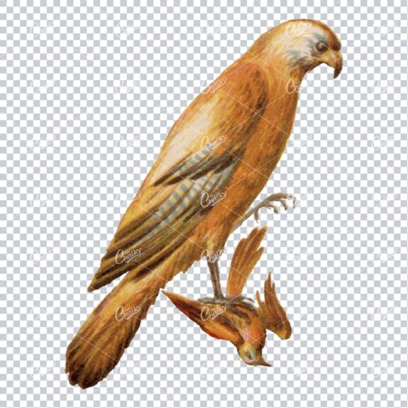 Vintage Colored Illustration of a Hawk and Its Prey