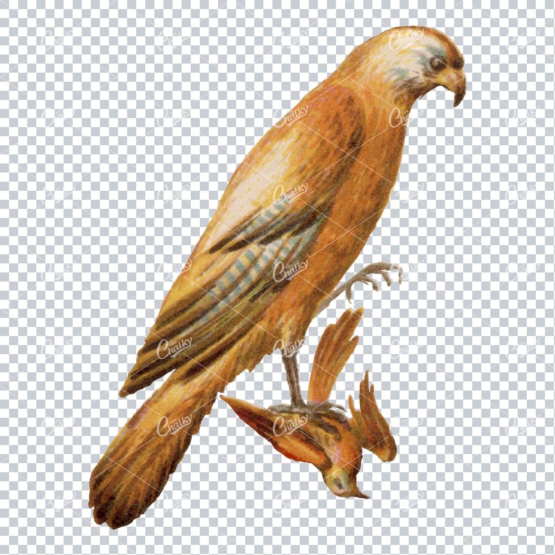 Vintage Colored Illustration of a Hawk and Its Prey