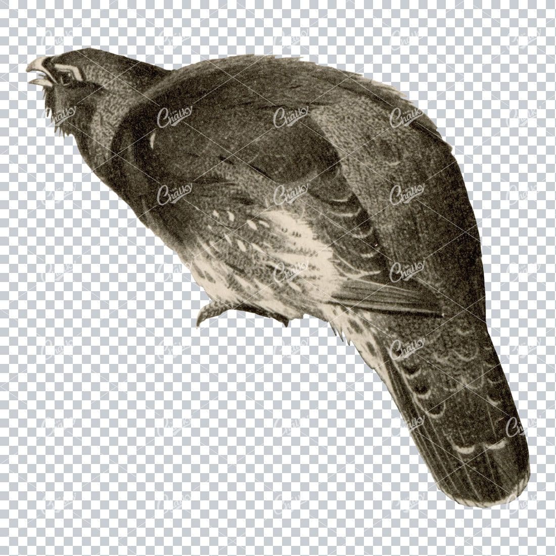 Vintage Black and Sepia Toned Illustration of a Pigeon