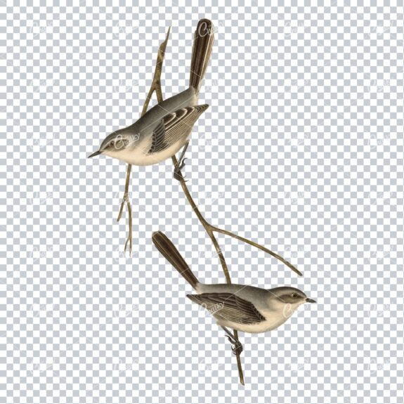 Detailed Vintage Colored Illustration of two Birds on a Branch