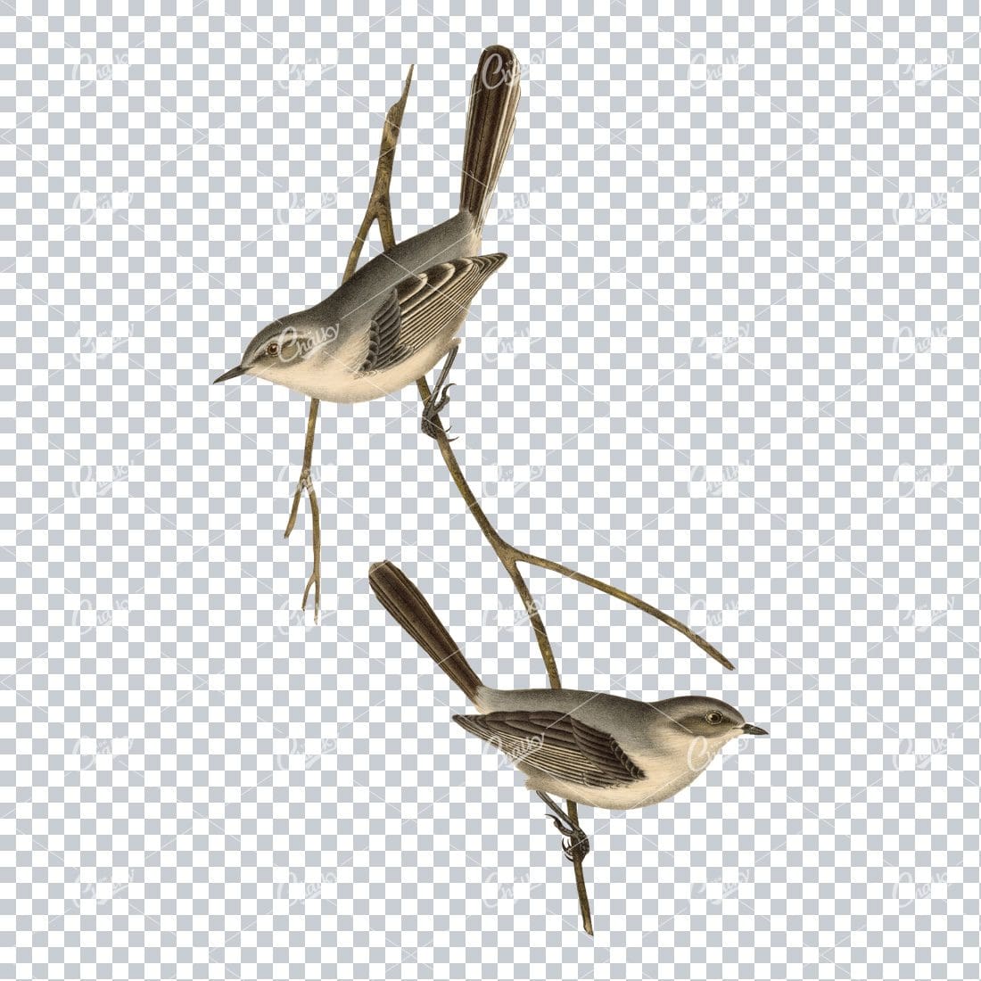 Detailed Vintage Colored Illustration of two Birds on a Branch
