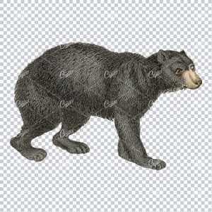 Antique Line Art Colored Illustration of a Black Bear