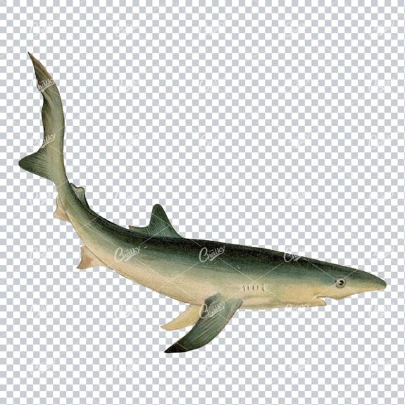 Vintage Colored Artwork of a Blue Shark No.1