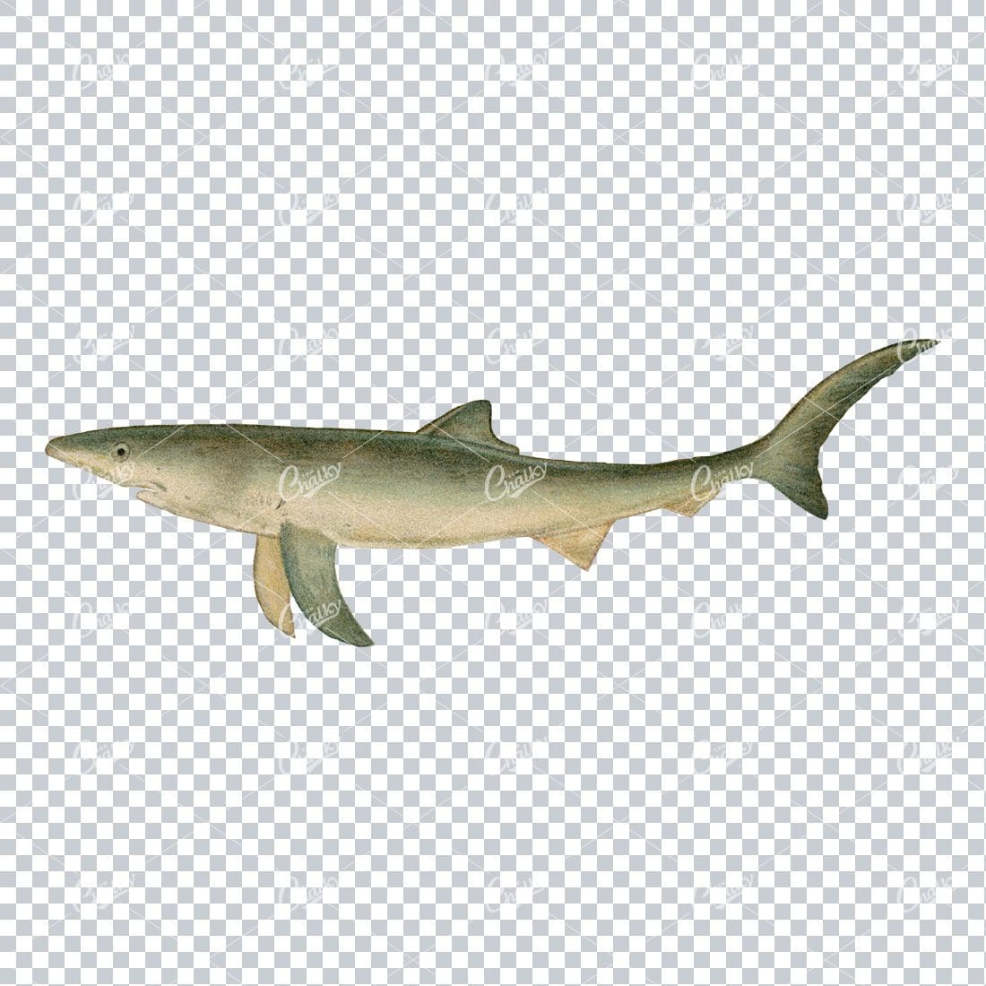 Vintage Colored Artwork of a Blue Shark No.2