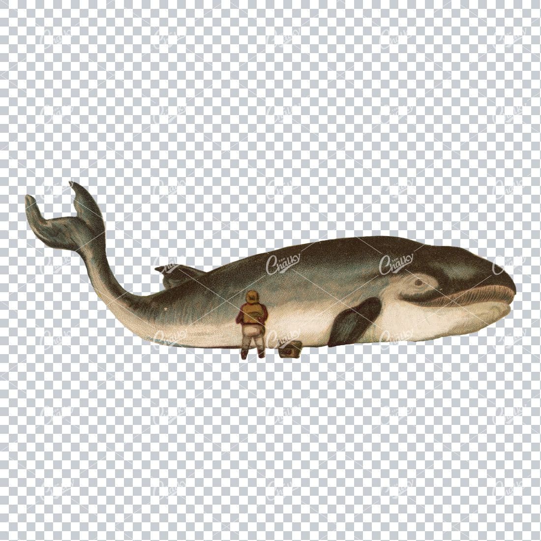 Vintage Colored Illustration of a Man Standing Next to a Blue Whale