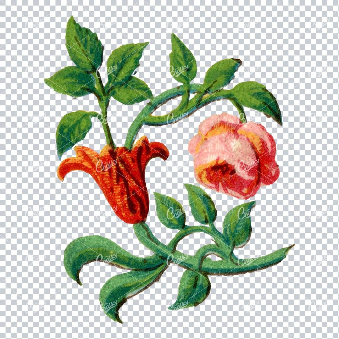 Decorative Floral / Botanical Vintage Colored Illustration No.1