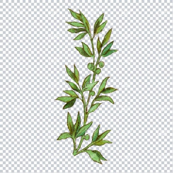 Decorative Floral / Botanical Vintage Colored Illustration No.2