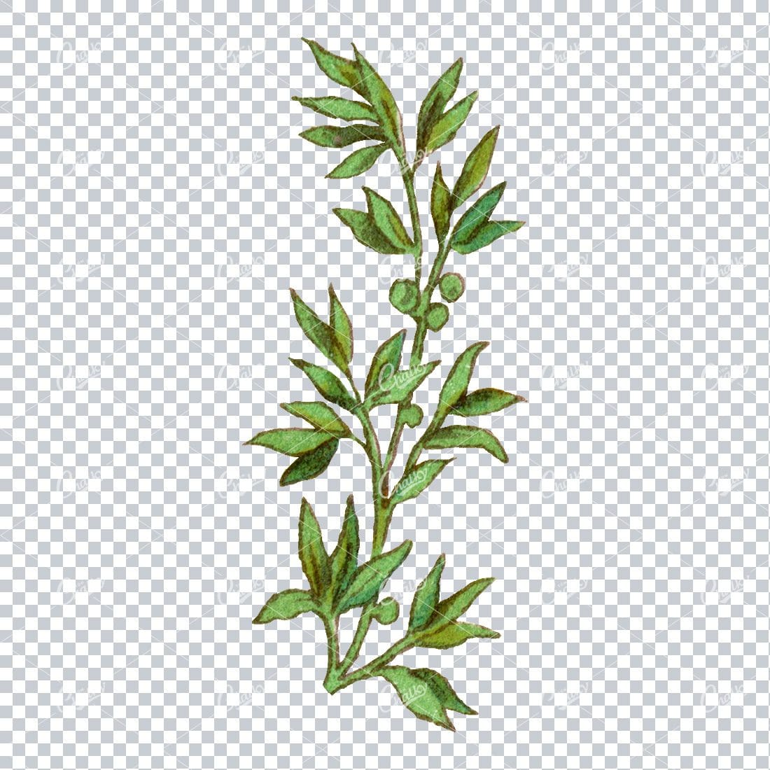 Decorative Floral / Botanical Vintage Colored Illustration No.2