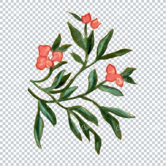 Decorative Floral / Botanical Vintage Colored Illustration No.3