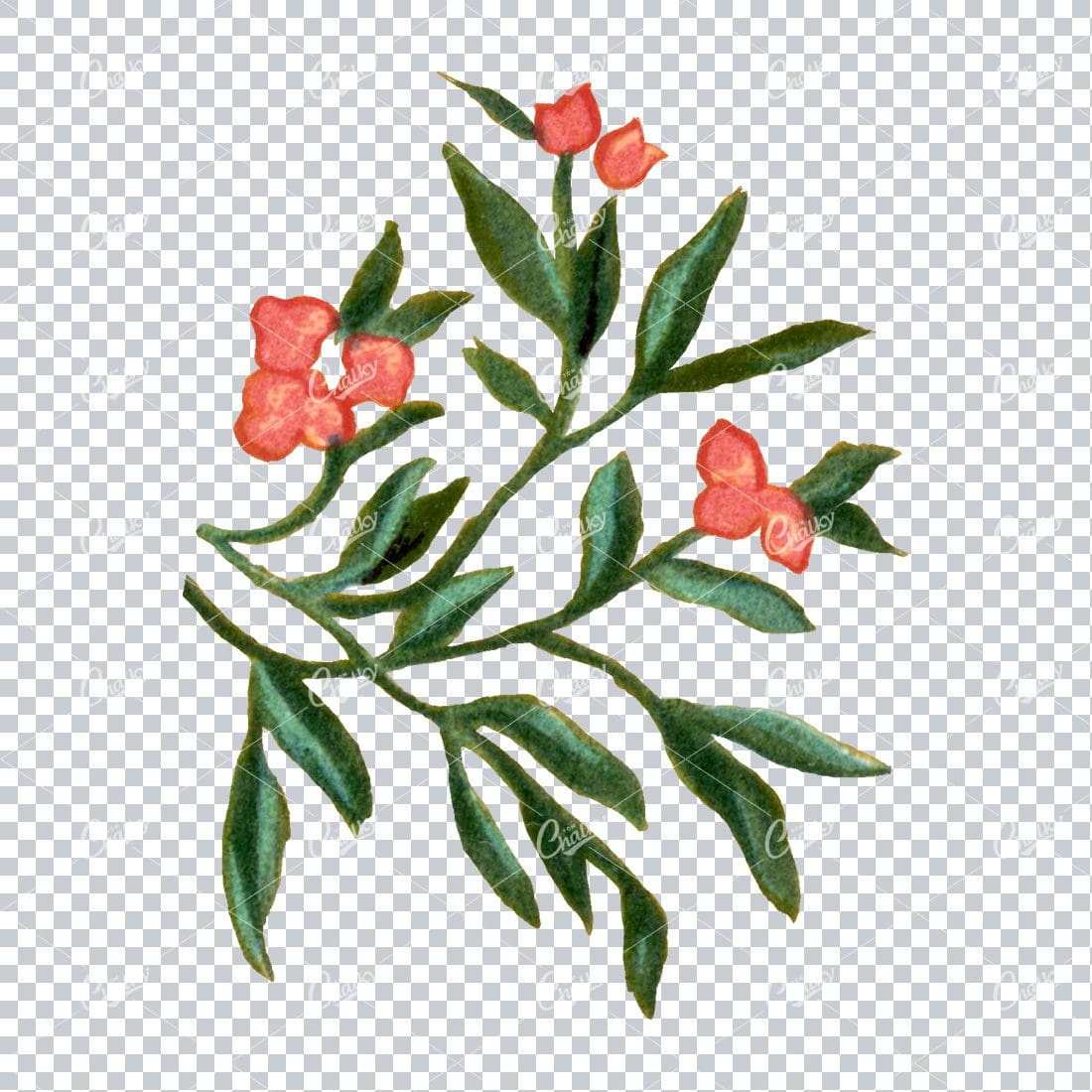 Decorative Floral / Botanical Vintage Colored Illustration No.3