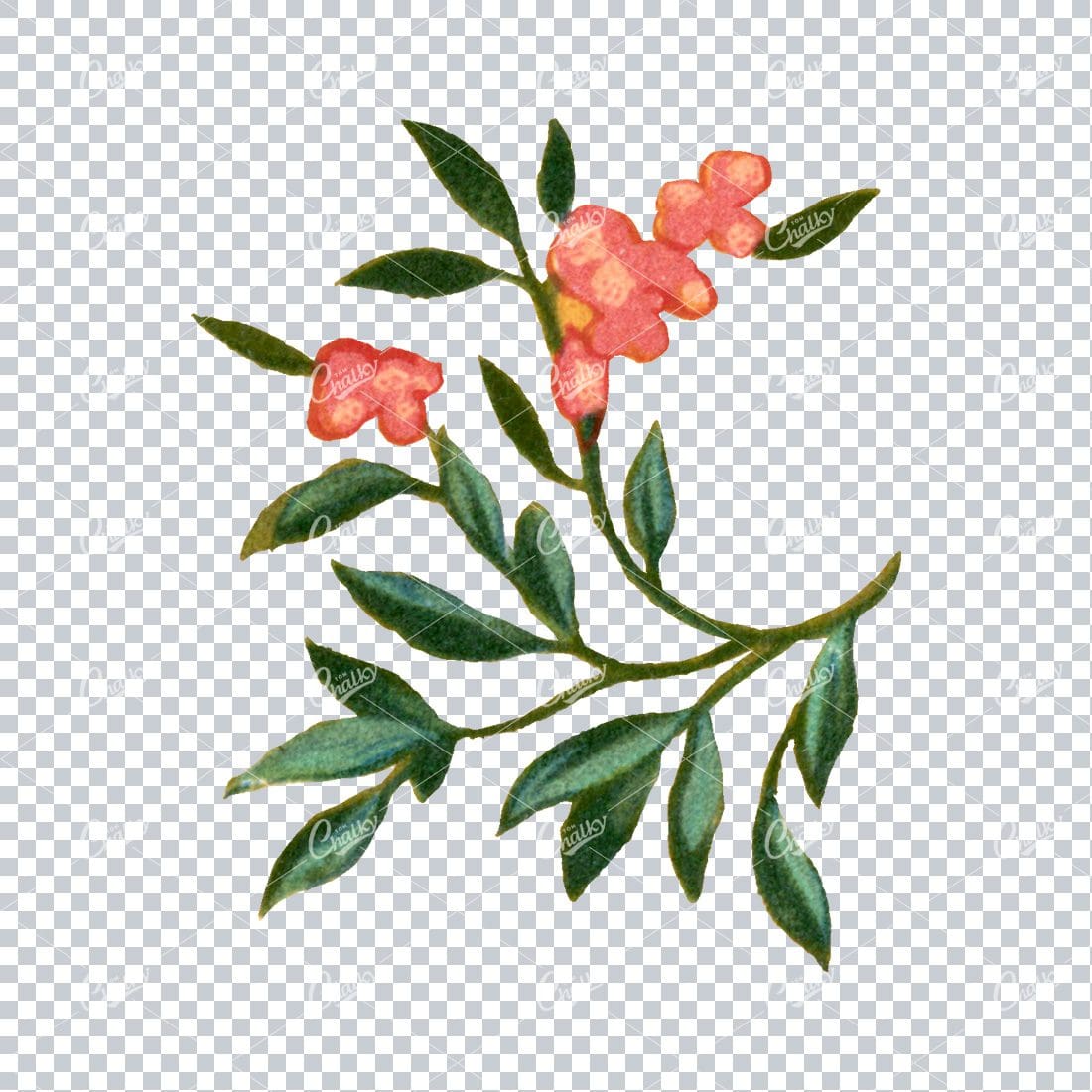 Decorative Floral / Botanical Vintage Colored Illustration No.4