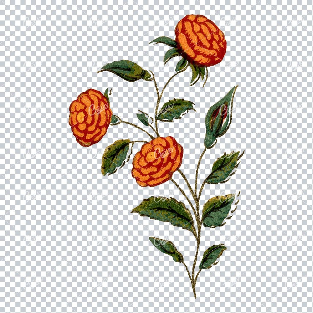 Decorative Floral / Botanical Vintage Colored Illustration No.11