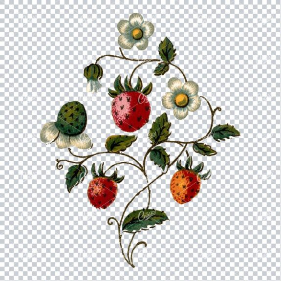 Decorative Floral / Botanical Vintage Colored Illustration No.13