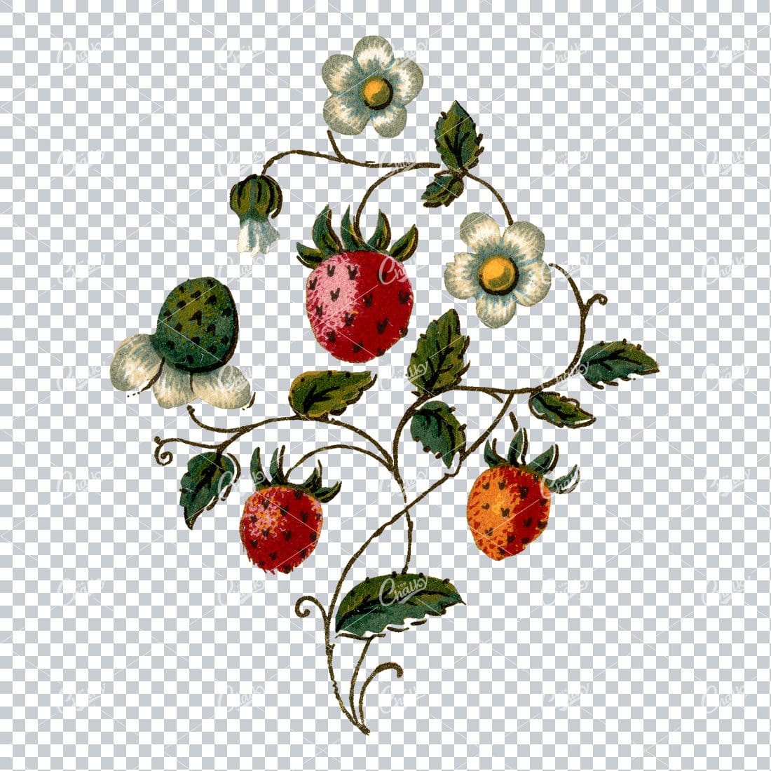 Decorative Floral / Botanical Vintage Colored Illustration No.13