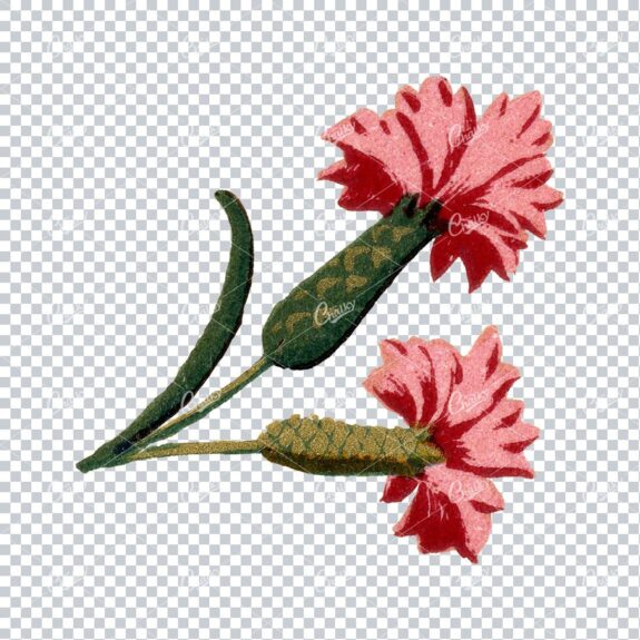 Decorative Floral / Botanical Vintage Colored Illustration No.14