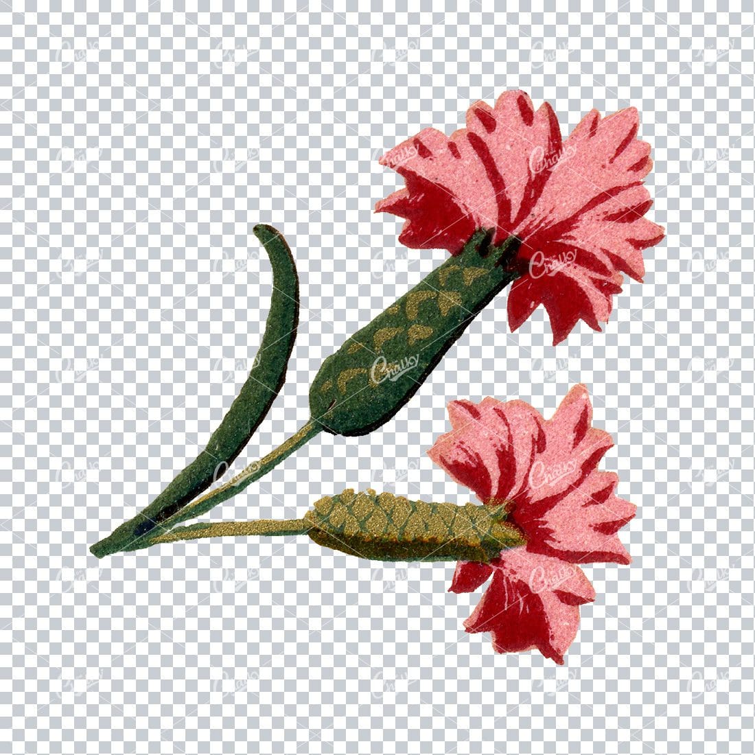 Decorative Floral / Botanical Vintage Colored Illustration No.14