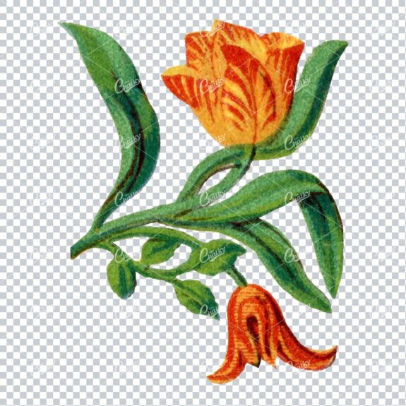 Decorative Floral / Botanical Vintage Colored Illustration No.16
