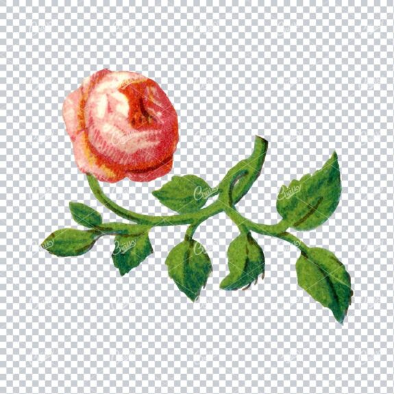 Decorative Floral / Botanical Vintage Colored Illustration No.17