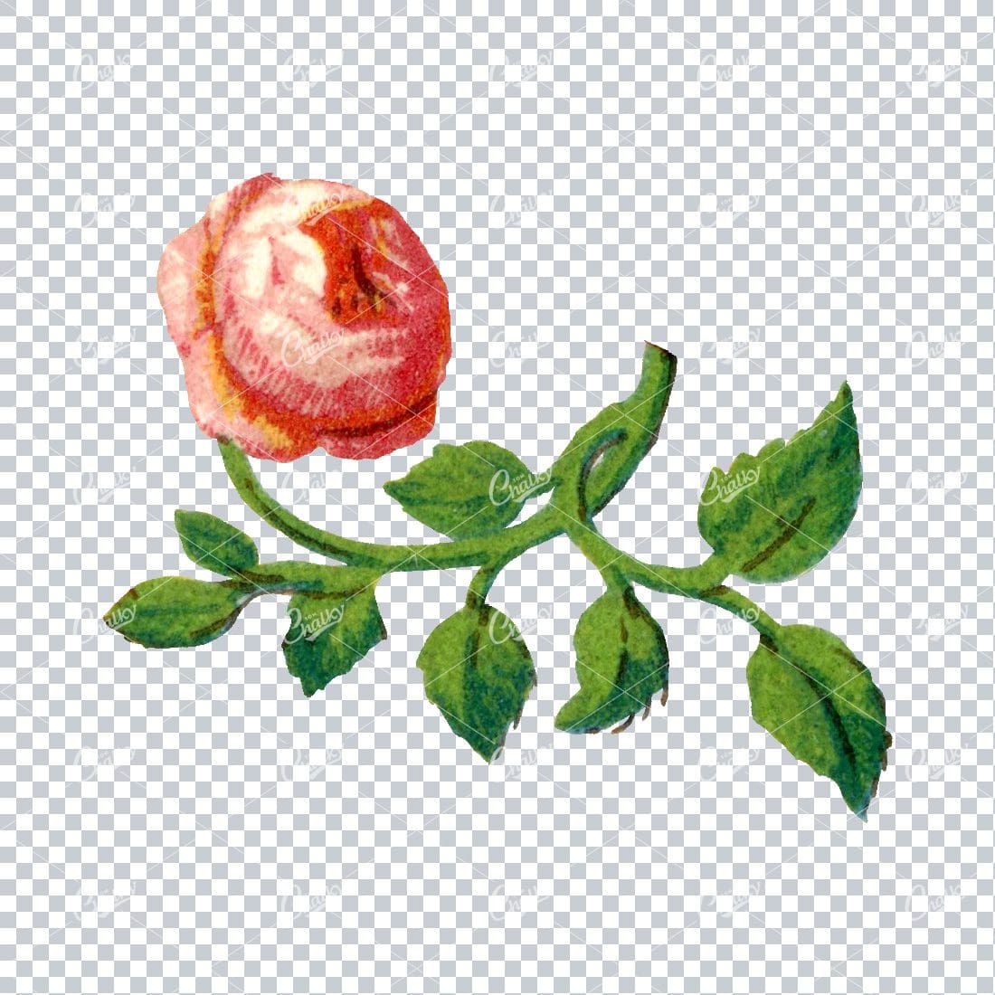 Decorative Floral / Botanical Vintage Colored Illustration No.17