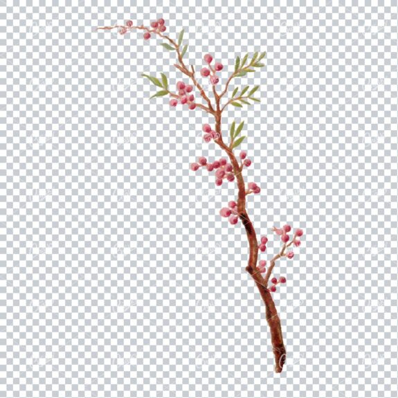 Decorative Floral / Botanical Vintage Colored Illustration No.21