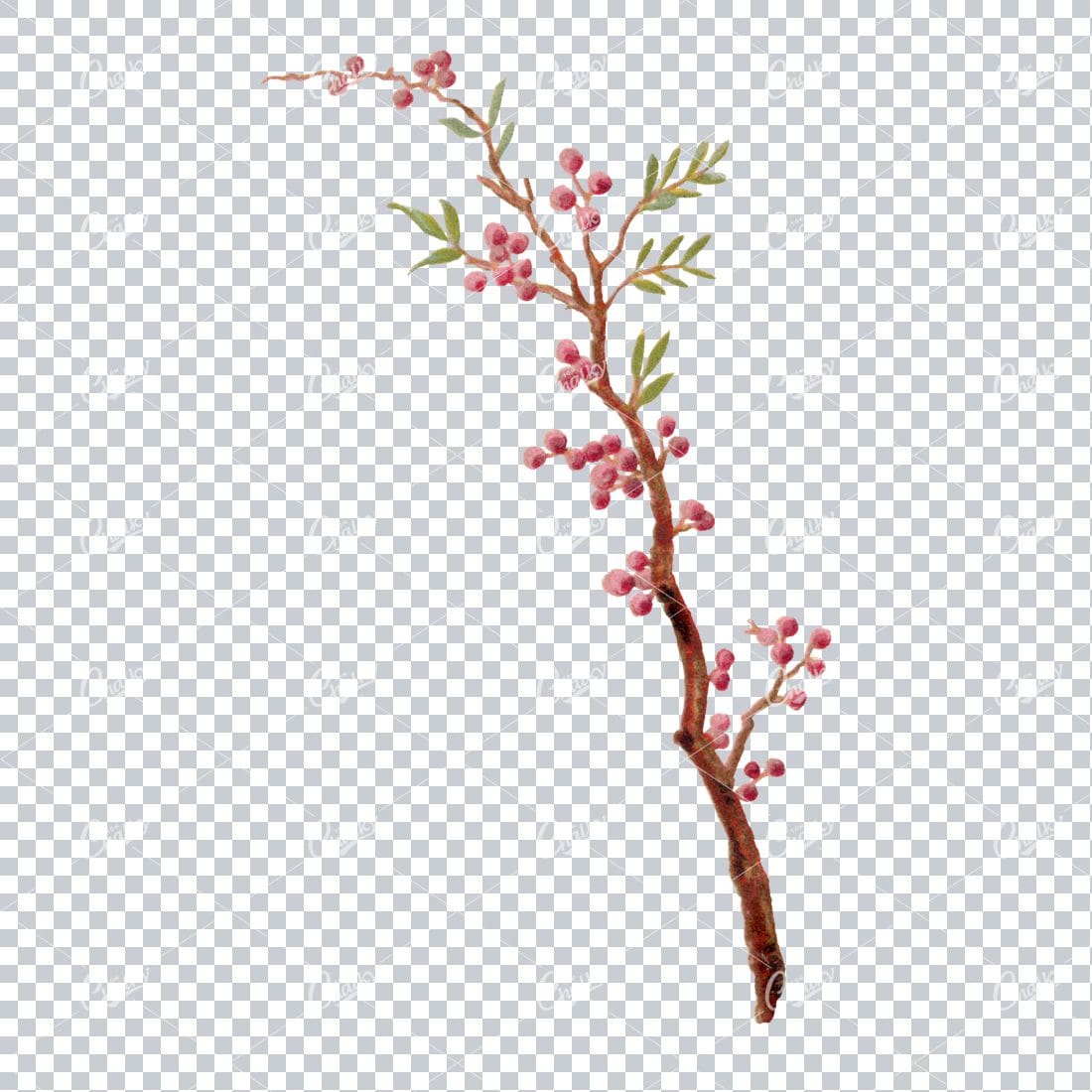 Decorative Floral / Botanical Vintage Colored Illustration No.21