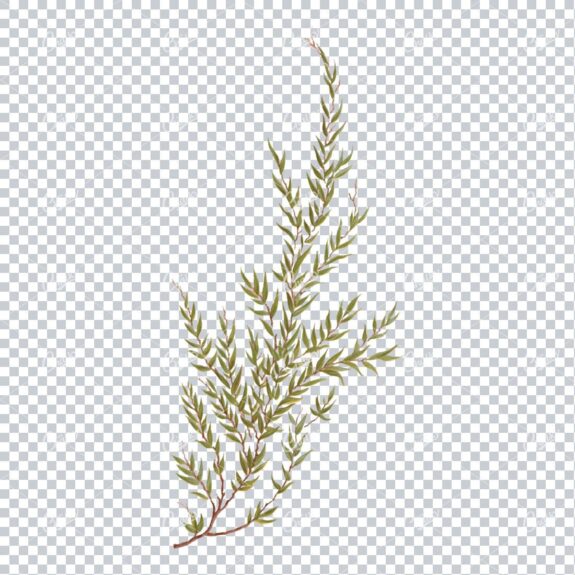Decorative Floral / Botanical Vintage Colored Illustration No.22