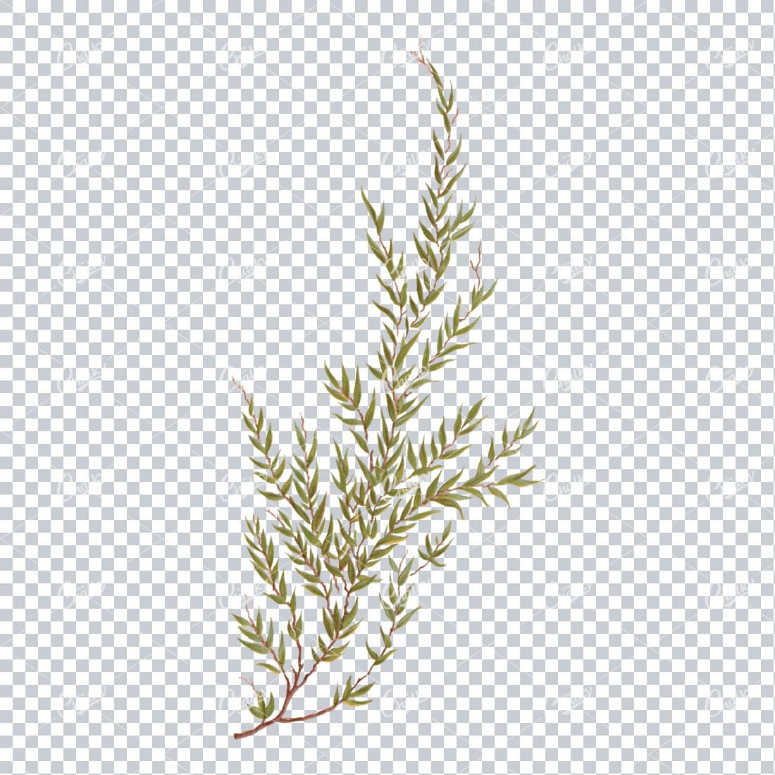 Decorative Floral / Botanical Vintage Colored Illustration No.22