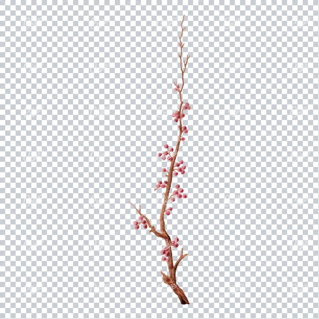 Decorative Floral / Botanical Vintage Colored Illustration No.23