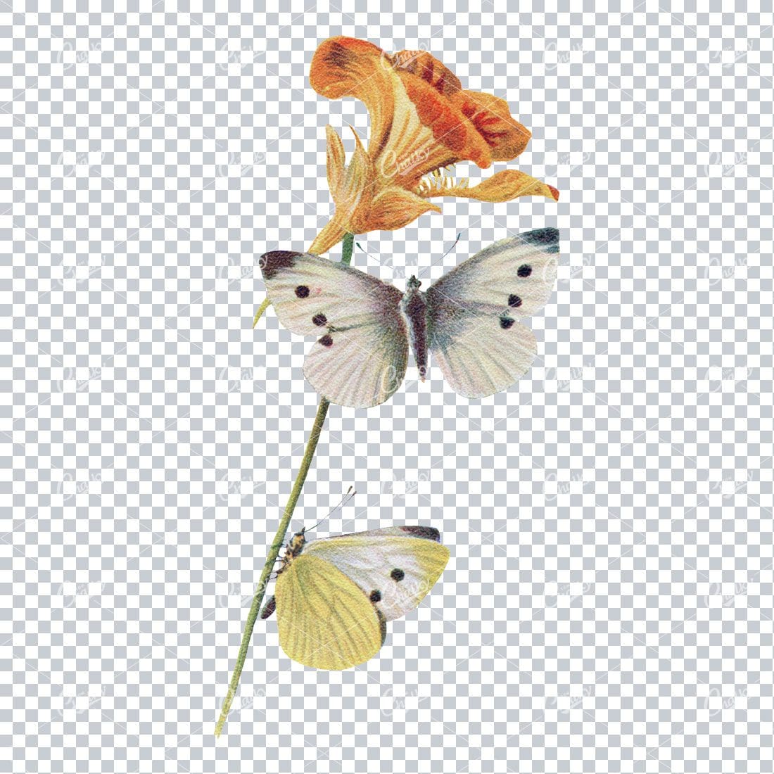 Vintage Colored Illustration of Two Butterflies on a Flower