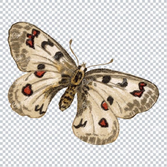 Vintage Colored Illustration of a Butterfly No.1