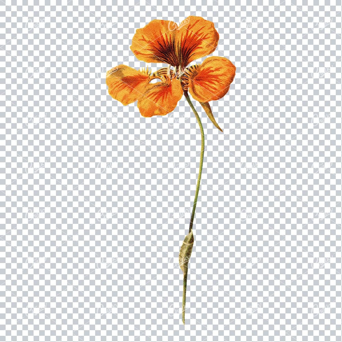 Vintage Colored Illustration of a Cacoon on a Flower Stem