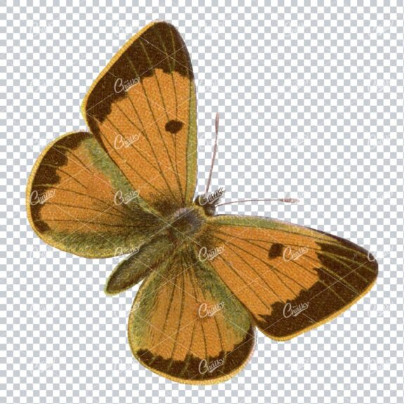 Vintage Colored Illustration of a Butterfly No.2